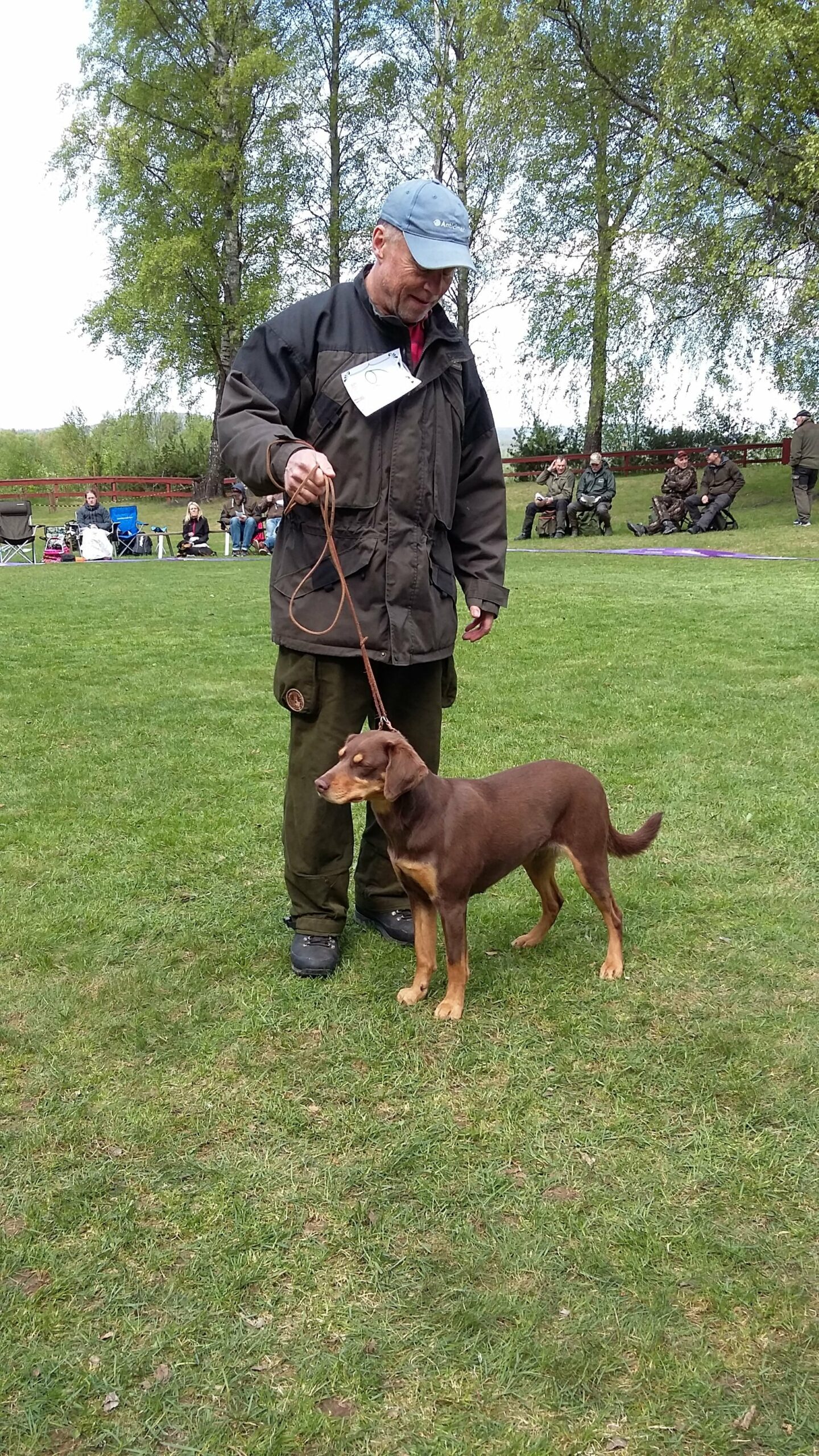 En brun hund Tarragona