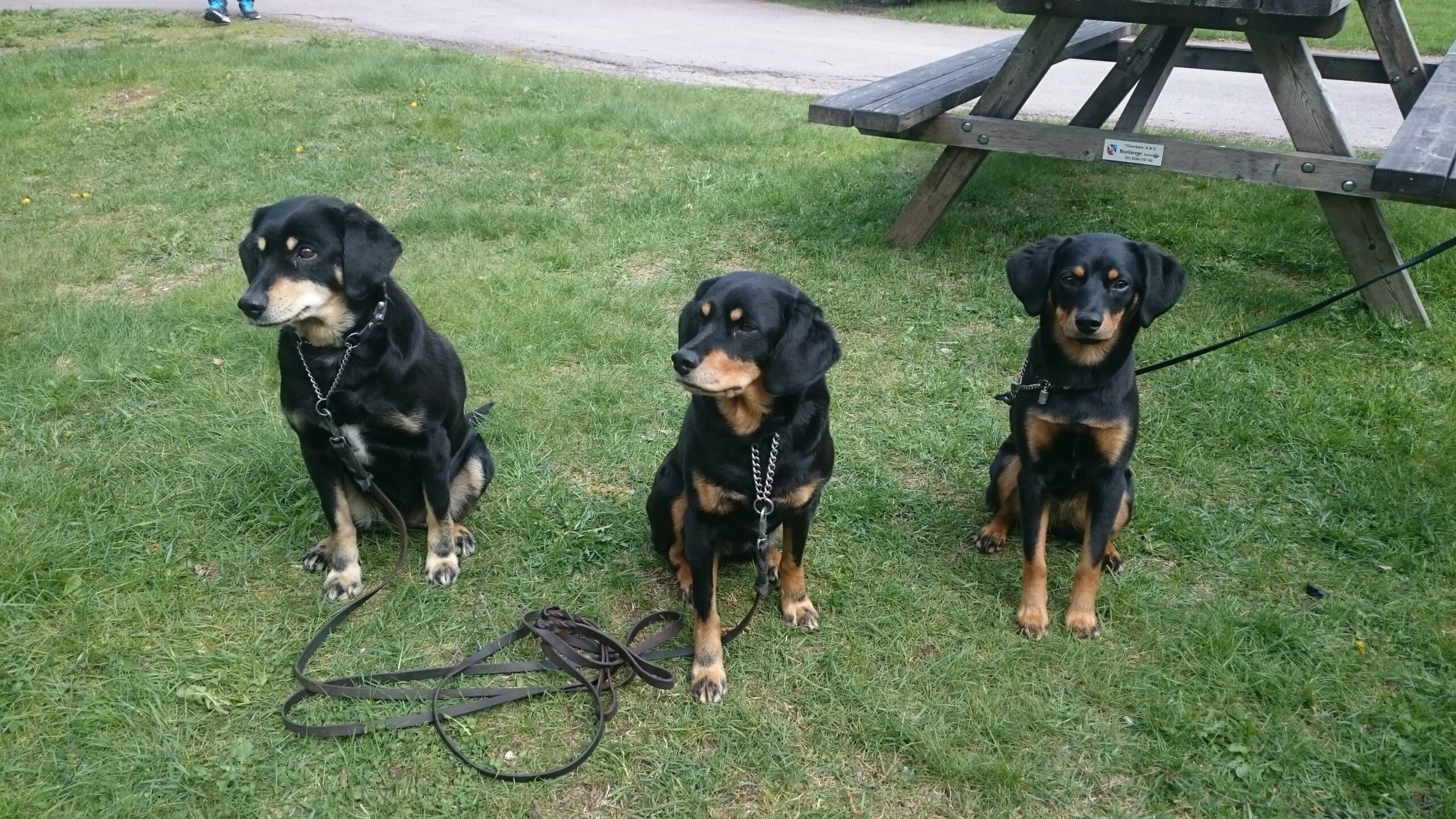 Tre genarationer Skärgårdstösens kennel Lotta Friberg Foxy, dottern Axa, och barnbarn