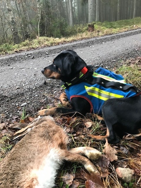 SE36971/2019 Starktassens Zeus. pustar ut efter ett fint drev med lyckat slut. Ägare Klas Eriksson, Karlshamn.